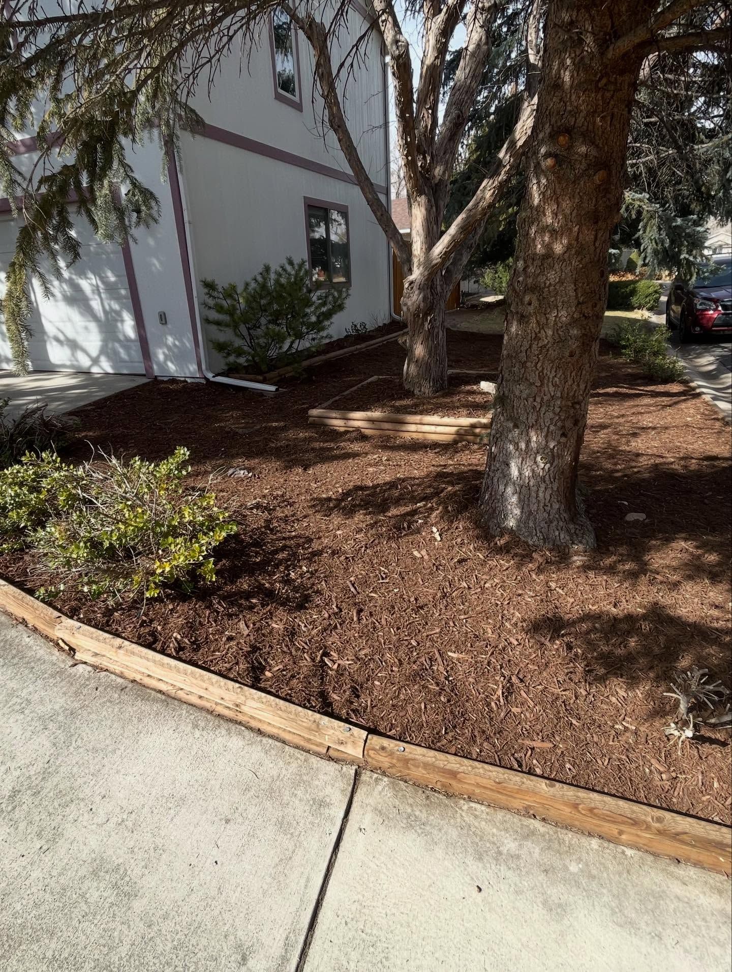 Mulched landscaping bed with trees and shrubs beside a sidewalk and building wall, with a parked car in the background