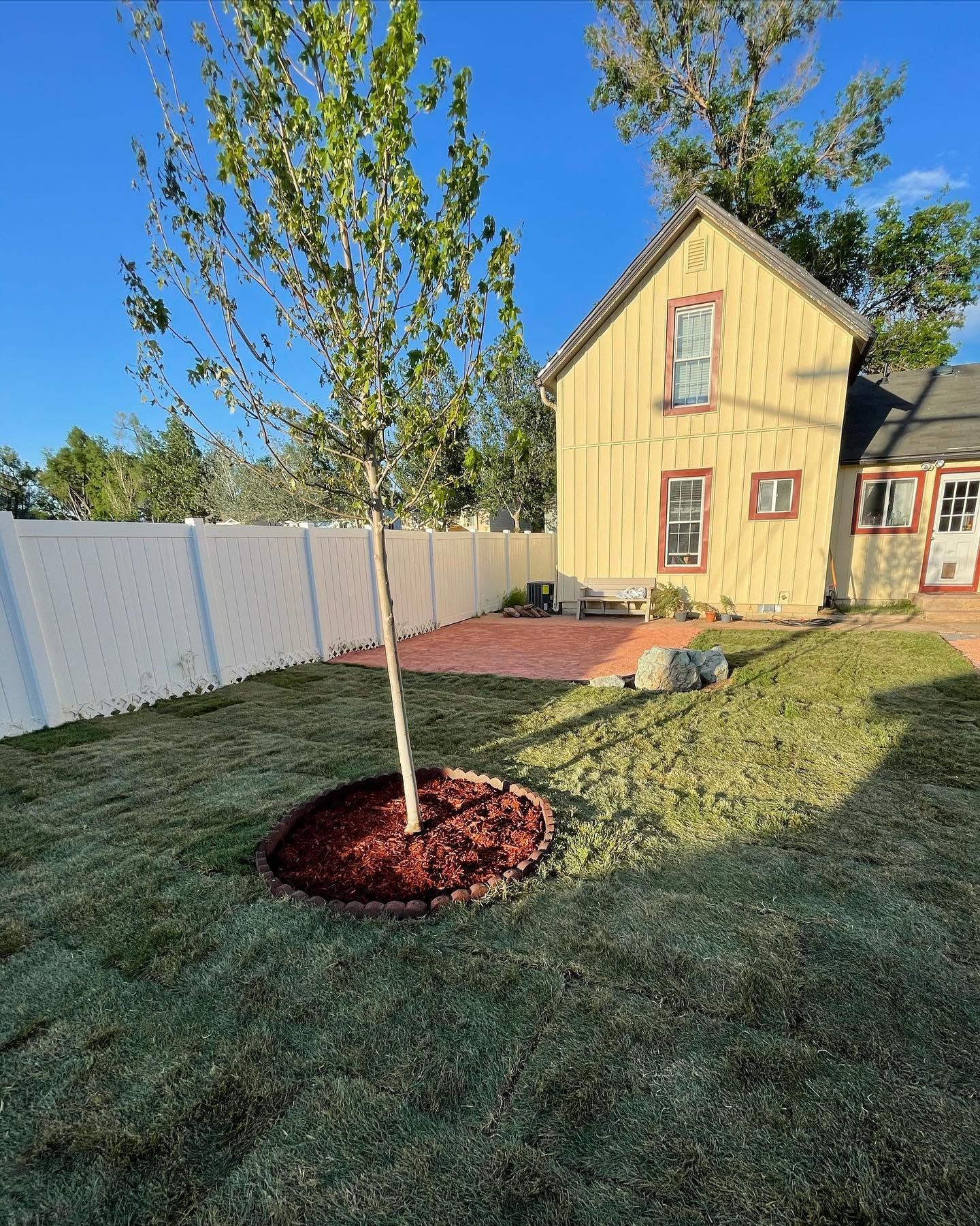 Young tree with red mulch in a fenced backyard beside a yellow house at sunset