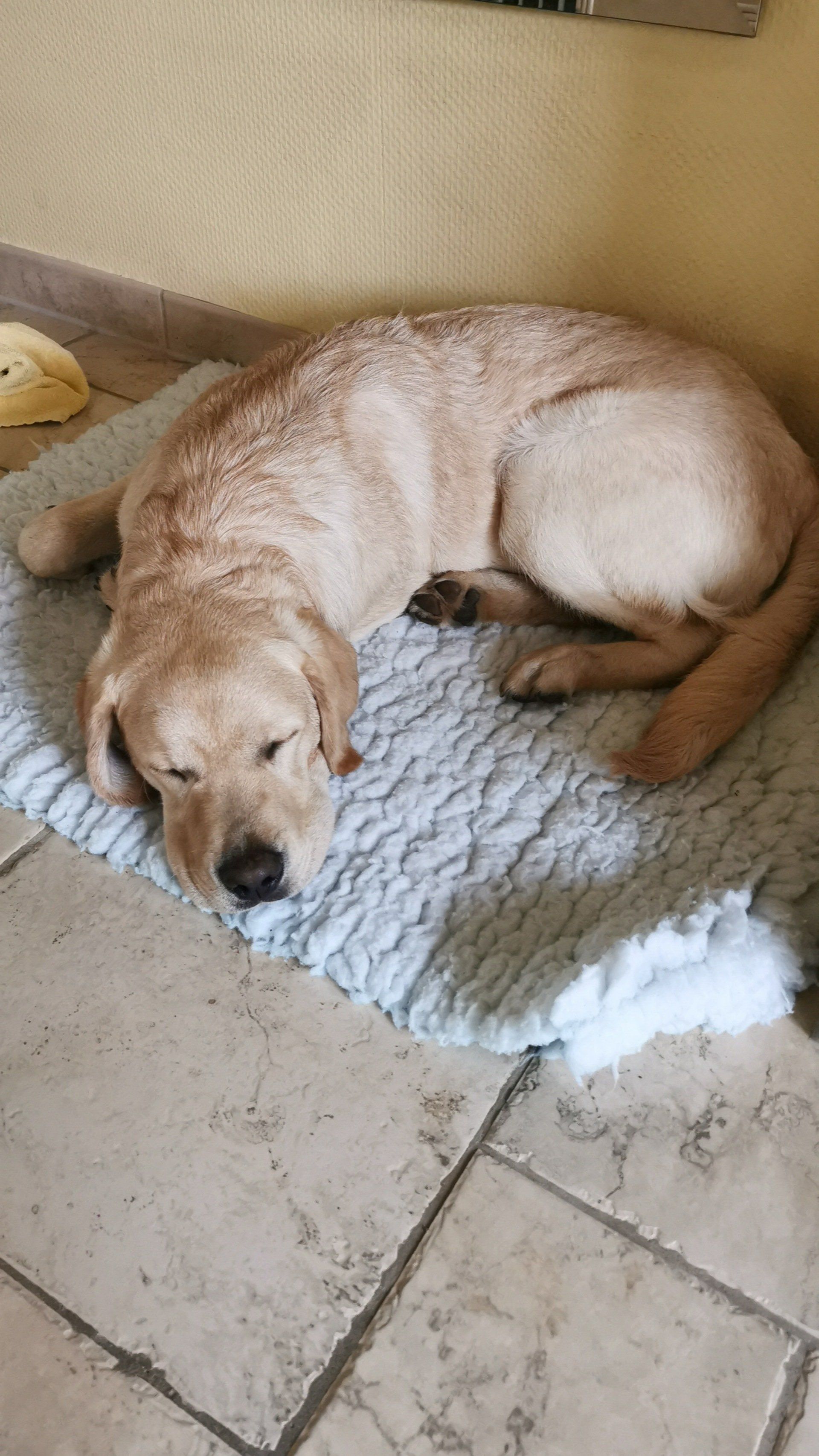 Bürohund von WIESE Sicherheitstechnik in Berlin Pankow