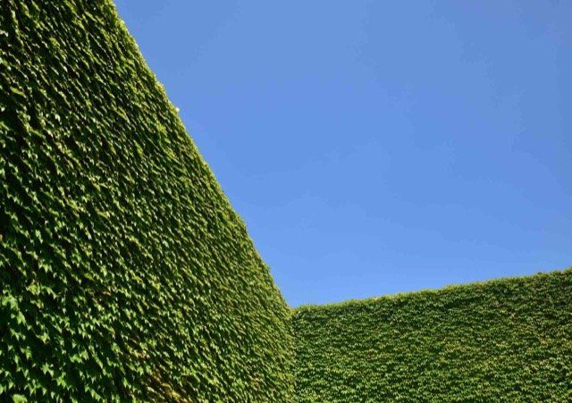 hedge trimming and cutting service brantford ON