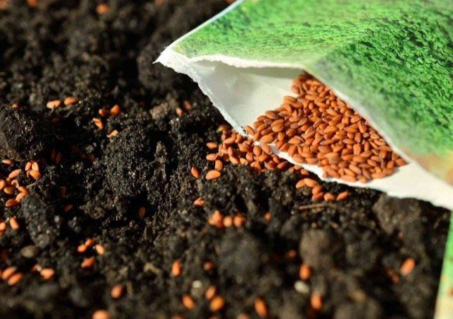 lawn overseeding and topdressing brantford ON