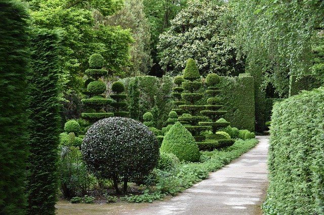 cedar hedge trimming brantford ON