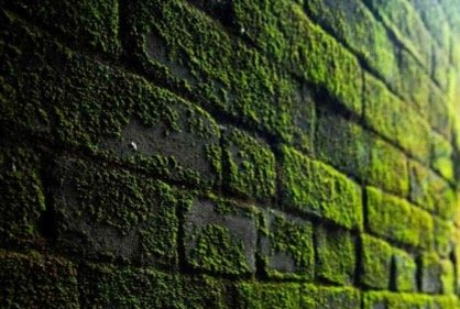 moss killer for lawns brantford ON