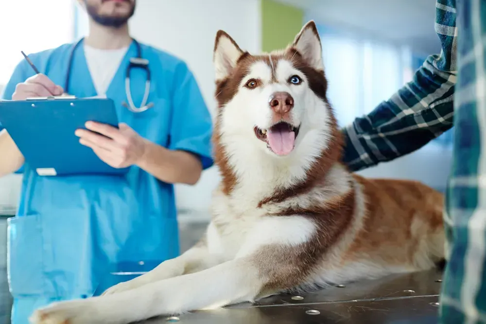 Lincoln Avenue Cat & Dog Hospital offers discounts to our veterans, senior citizens, students, and more!