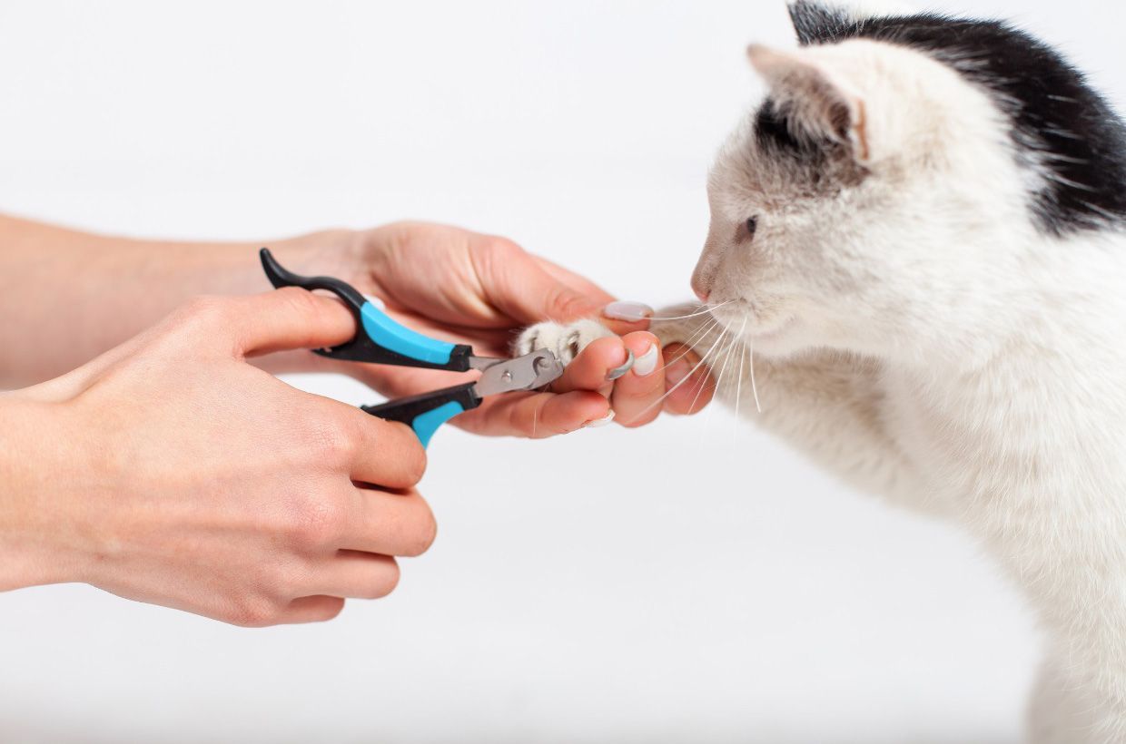 Free Nail Trims on Saturdays at Lincoln Avenue Cat & Dog Hospital, Fairlawn, NJ!