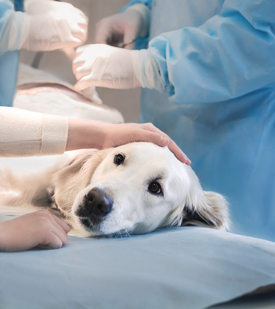 Top Qualified Veterinarian for your Pet's Procedures, ACL, HIP, DENTAL, ORTHOPEDIC, SPECIAL SURGERIES. CALL US NOW. 