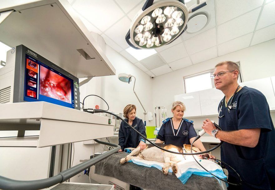 Non-Invasive Endoscopy procedure for your pet by expert vets. Fairlawn, New Jersey