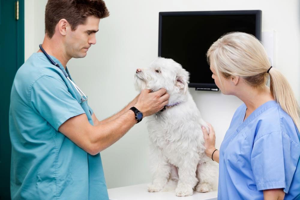 Lincoln Avenue Cat & Dog Hospital offers discounts to our veterans, senior citizens, students, and more!