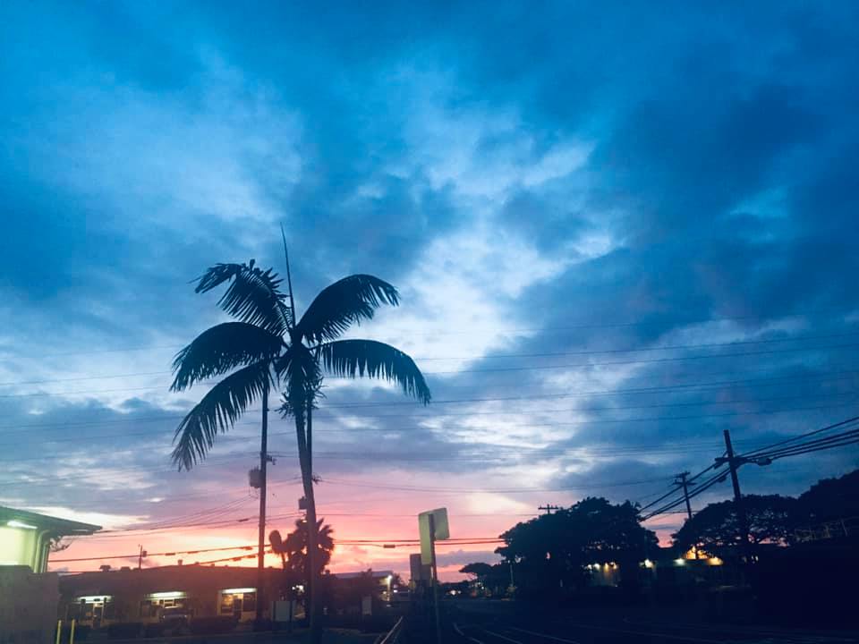 Silhouette of a palm tree against a twilight sky with pink and blue hues.