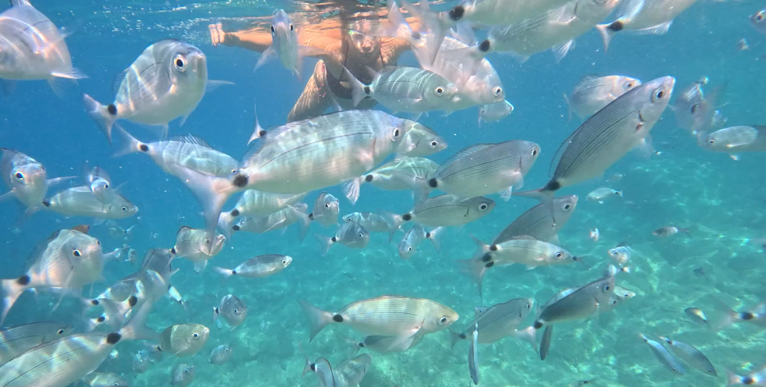 snorkeling 5 terre Rosa dei Venti 5 terre boats Tours