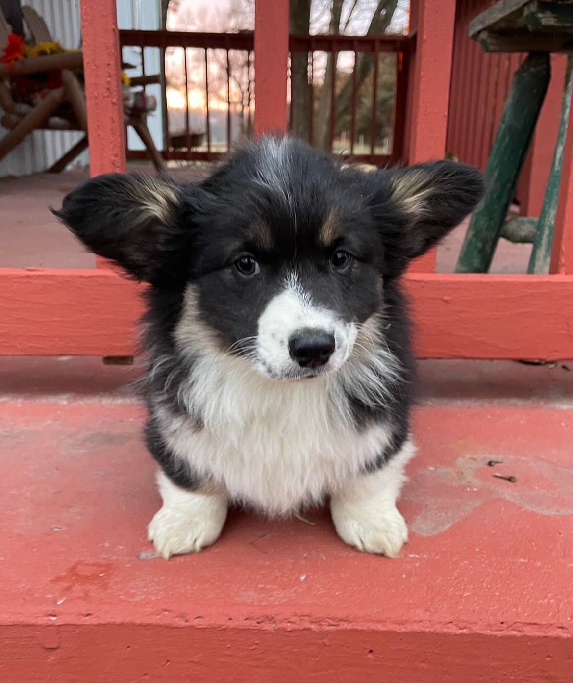 Pembroke Welsh Breeder Ranchhand North