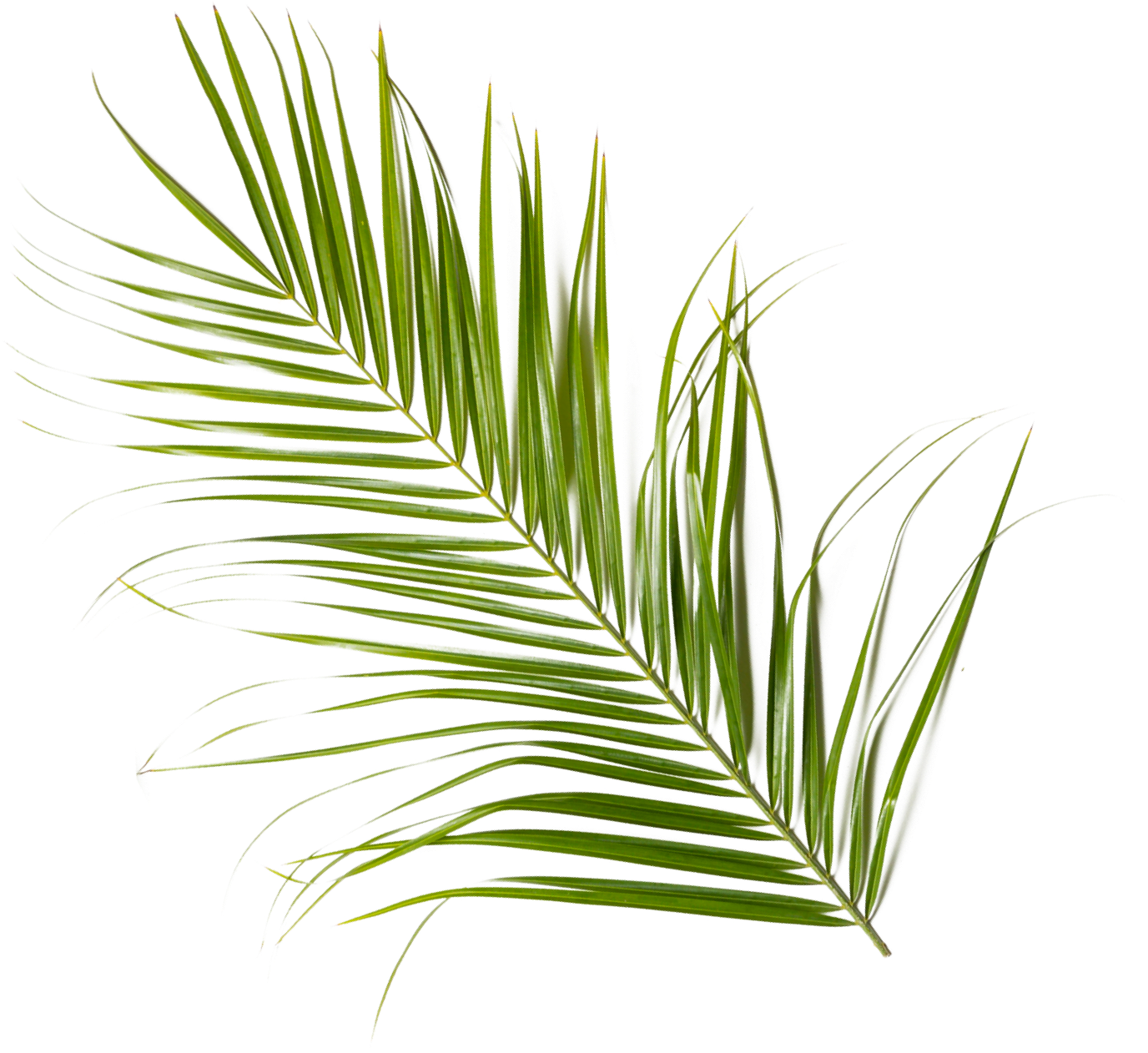 Grünes Palmenwedel auf weißem Hintergrund.