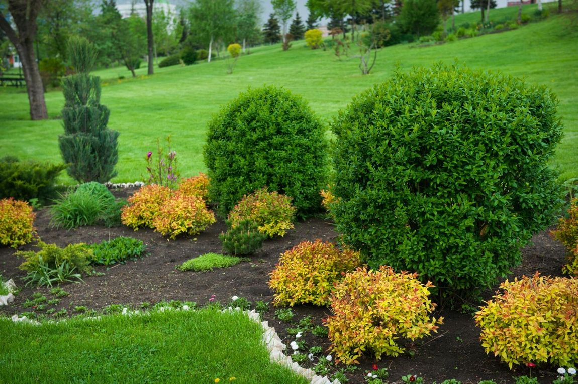 different plants in the garden