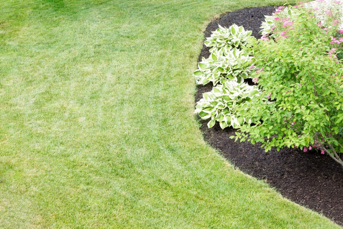 lawn with green grass