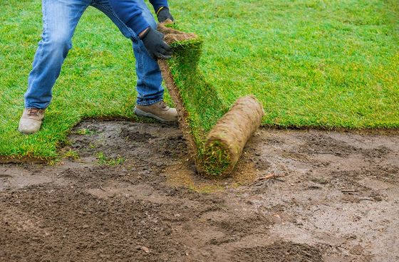 worker installing grass in the soil
