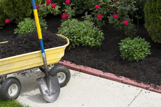 utility wagon and spade near the plants