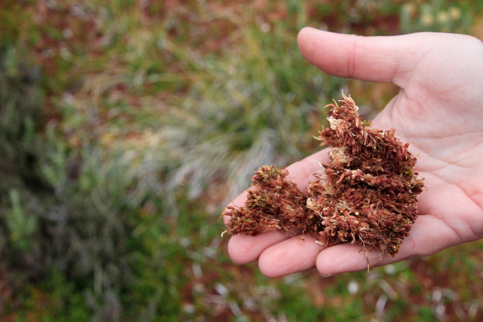 worker holding the moss