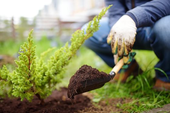 worker a holding a trowel with soil