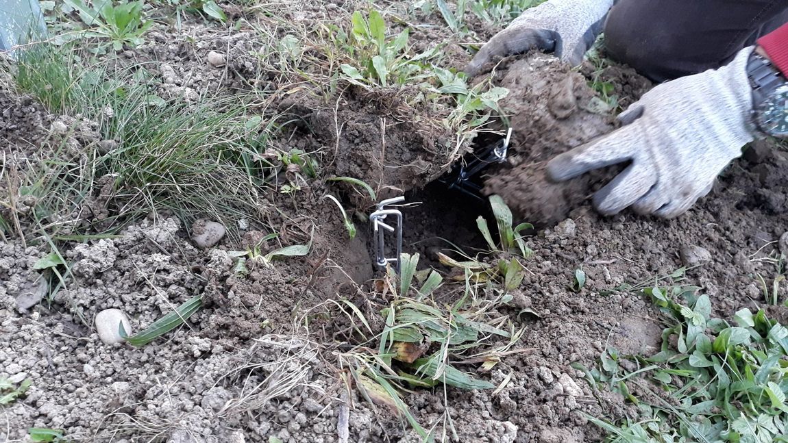 Wühlmausfallen Wolf