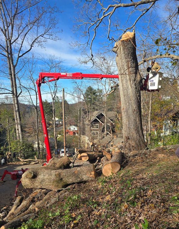 Tree removal in progress with a red boom lift, tree trunk, and cut logs on a hillside.