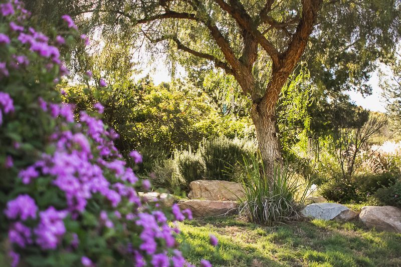 there are purple flowers in the foreground and a tree in the background .