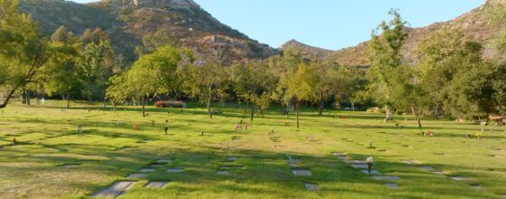 a lush green field with trees and mountains in the background .
