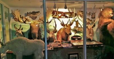 Taxidermy wildlife display with deer, elk, and a bear in a museum-like room