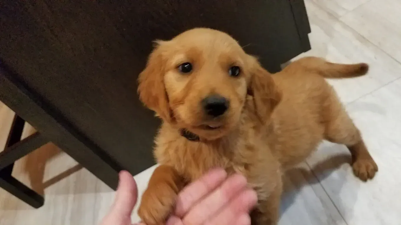 Golden retriever puppy reaching toward a hand, indoors.