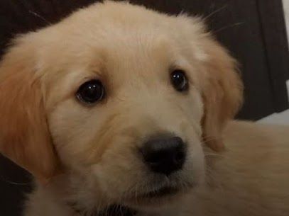 Golden retriever puppy with a soft, focused gaze.