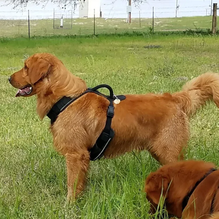 Golden Retriever dog in a harness stands in a grassy field, another dog in foreground.