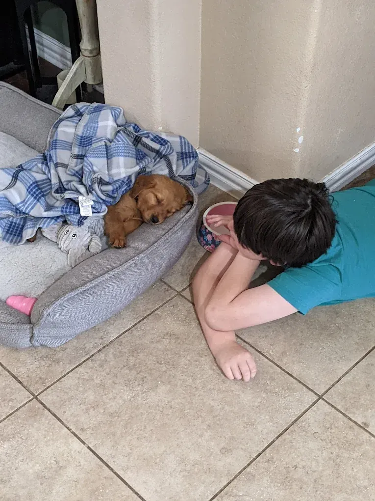 A sleeping puppy in a bed covered with a blue blanket, and a person lying on the floor beside it.