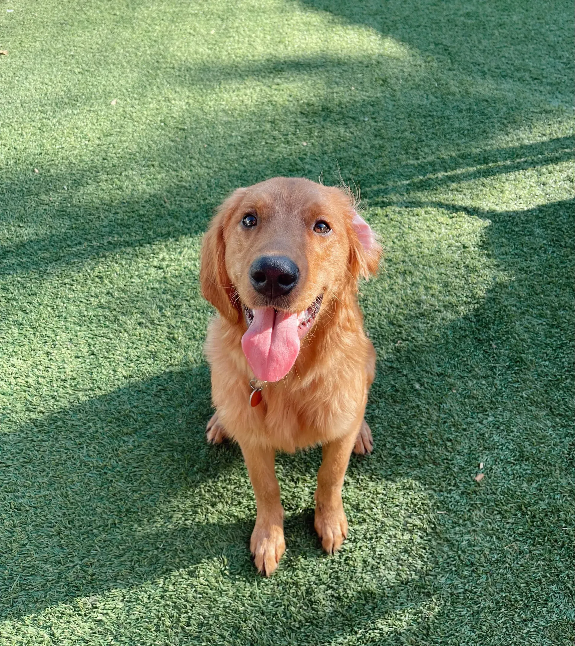 Golden retriever sits on green turf, panting with tongue out.