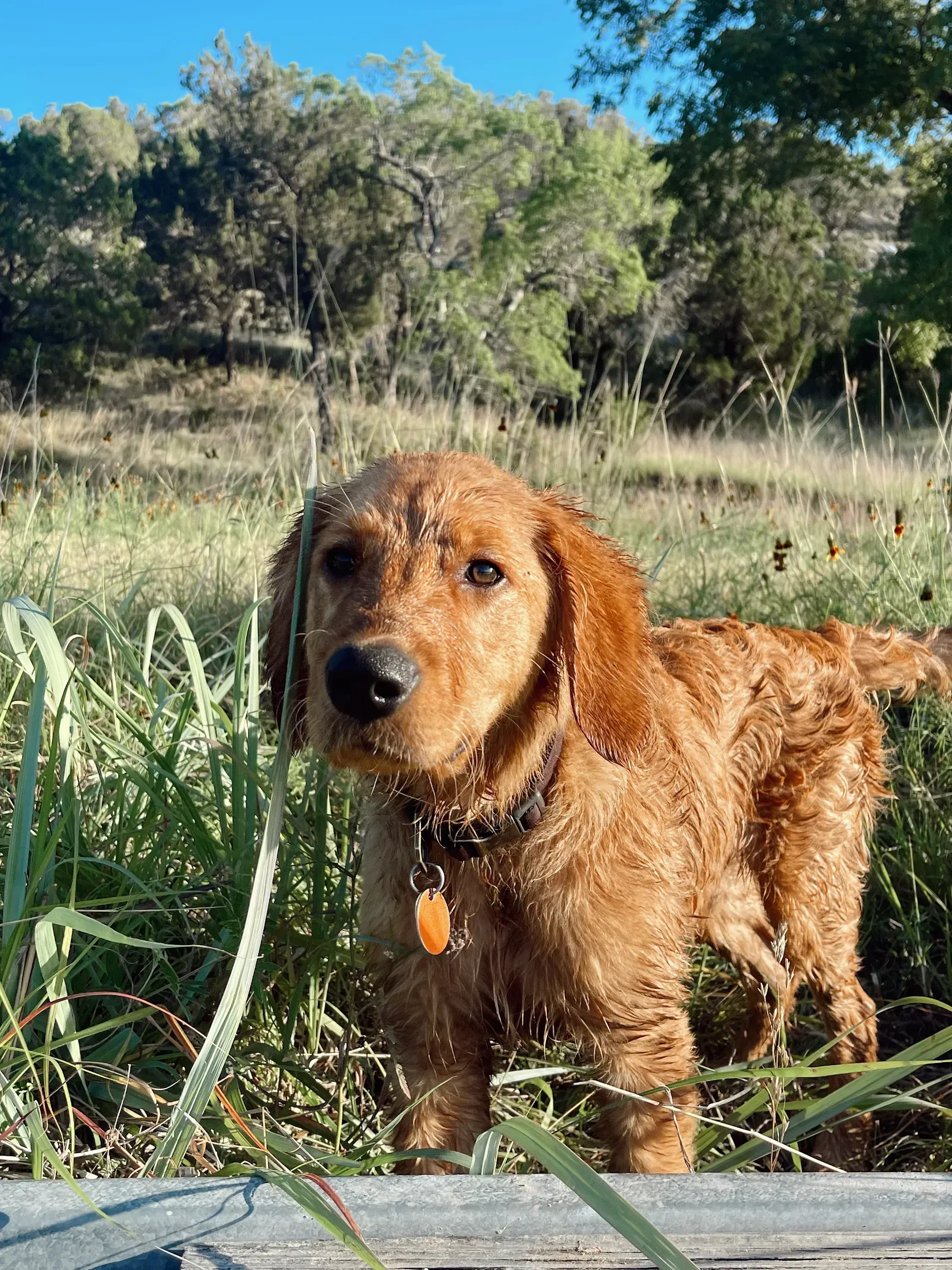 Golden-furred dog standing in tall grass, looking forward, with a forest in the background.
