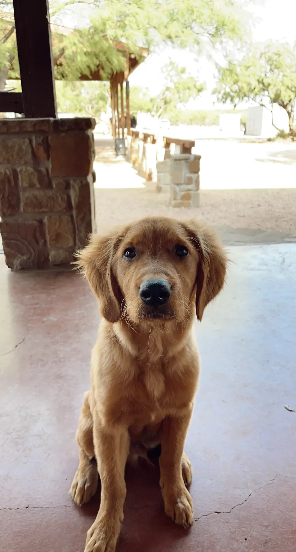 Golden retriever puppy sits looking forward on a patio, with a blurry outdoor background.