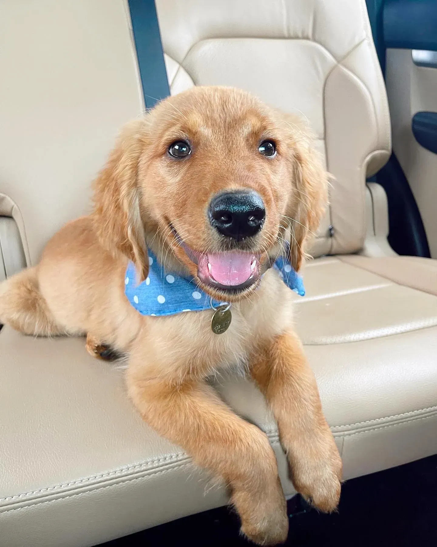 Golden retriever puppy wearing a blue polka dot bandana, sitting in a car seat, smiling.