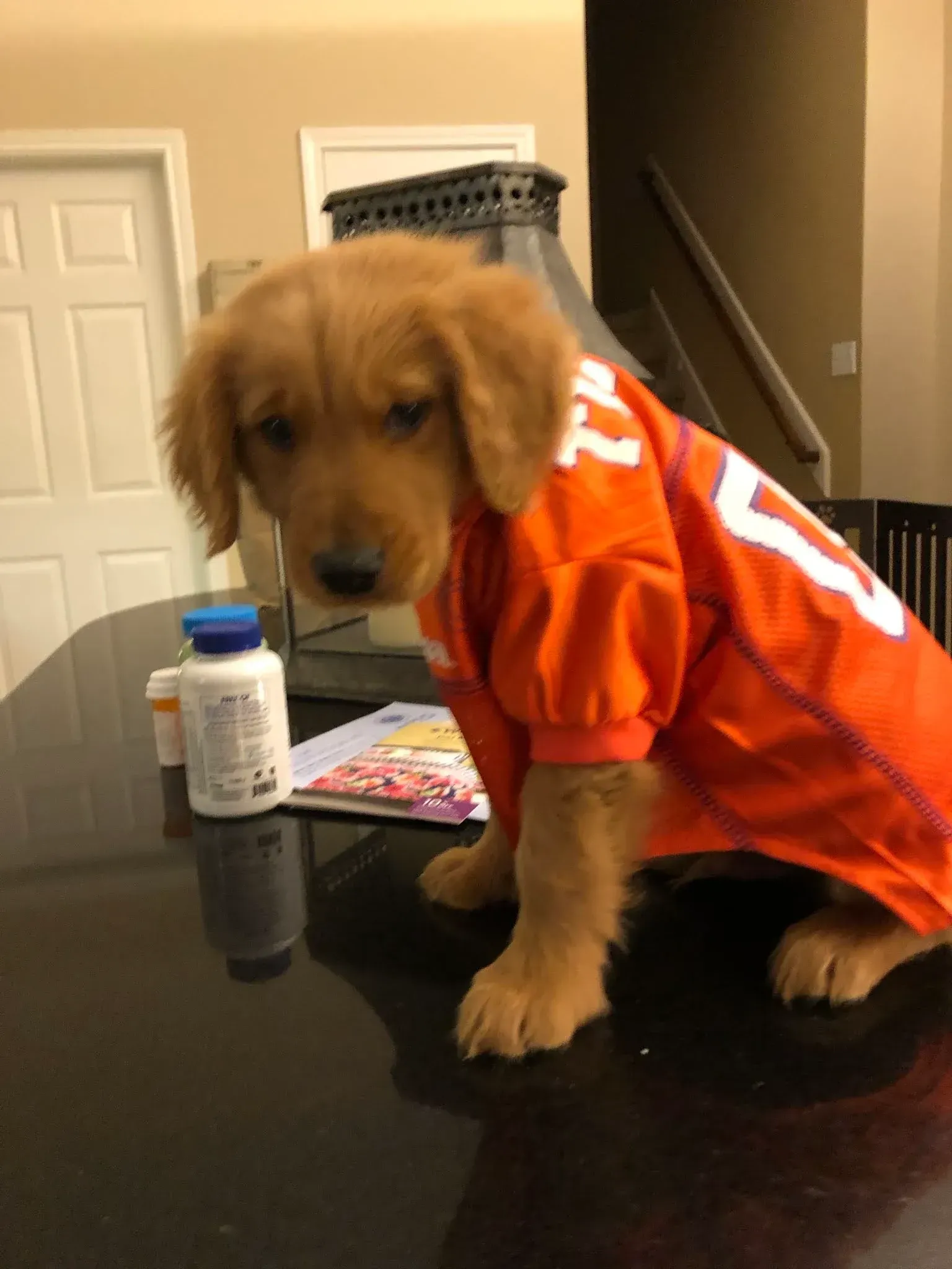 Golden Retriever puppy wearing an orange football jersey, sitting on a black table.