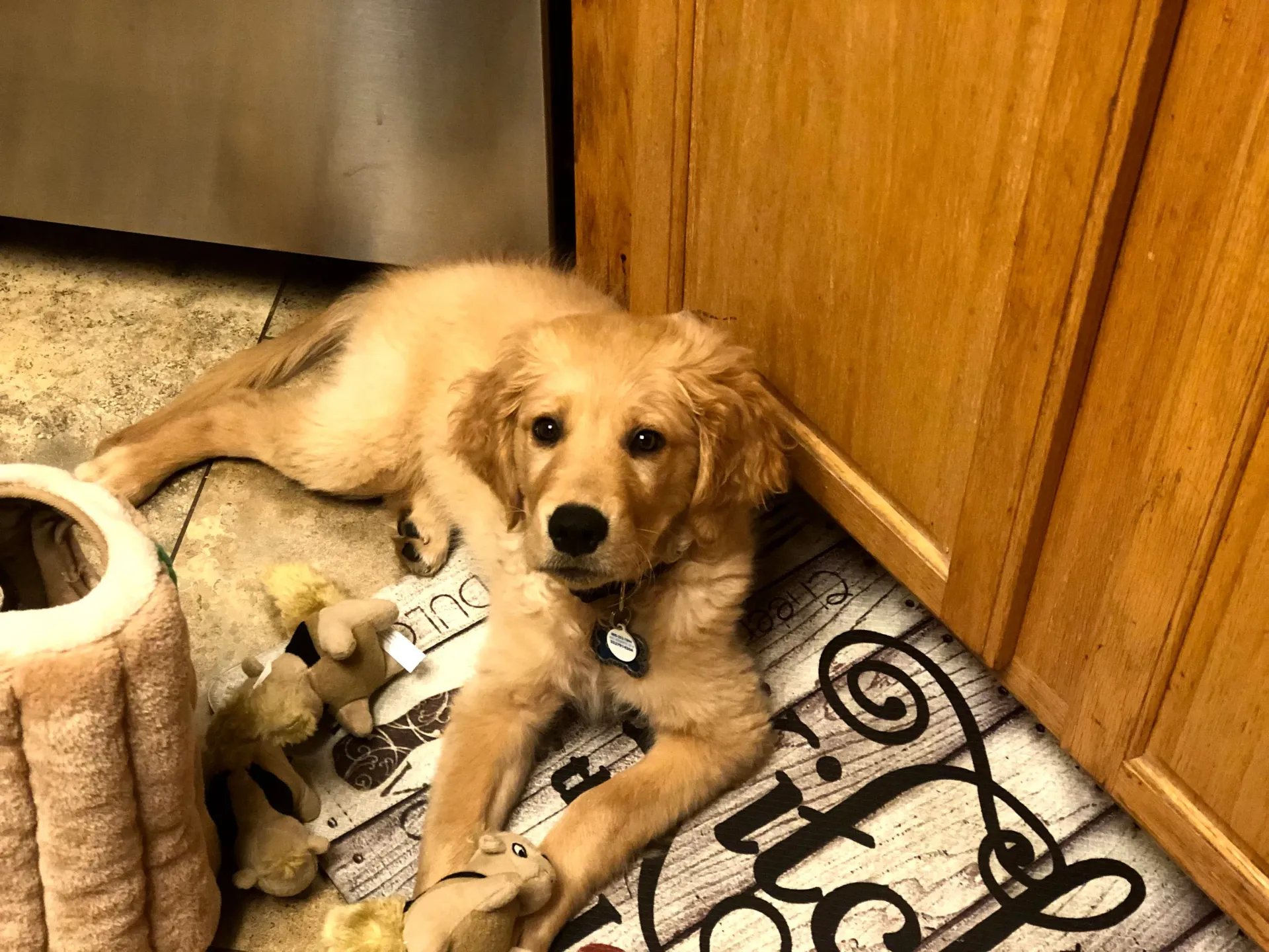 Golden retriever puppy lying on a patterned mat by wooden cabinets, looking at the viewer.