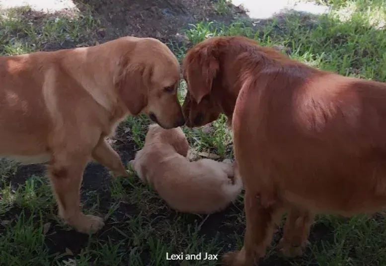 Two adult dogs and a puppy greet each other in a grassy area. One adult dog is light brown, one is reddish-brown, and the puppy is light-colored.