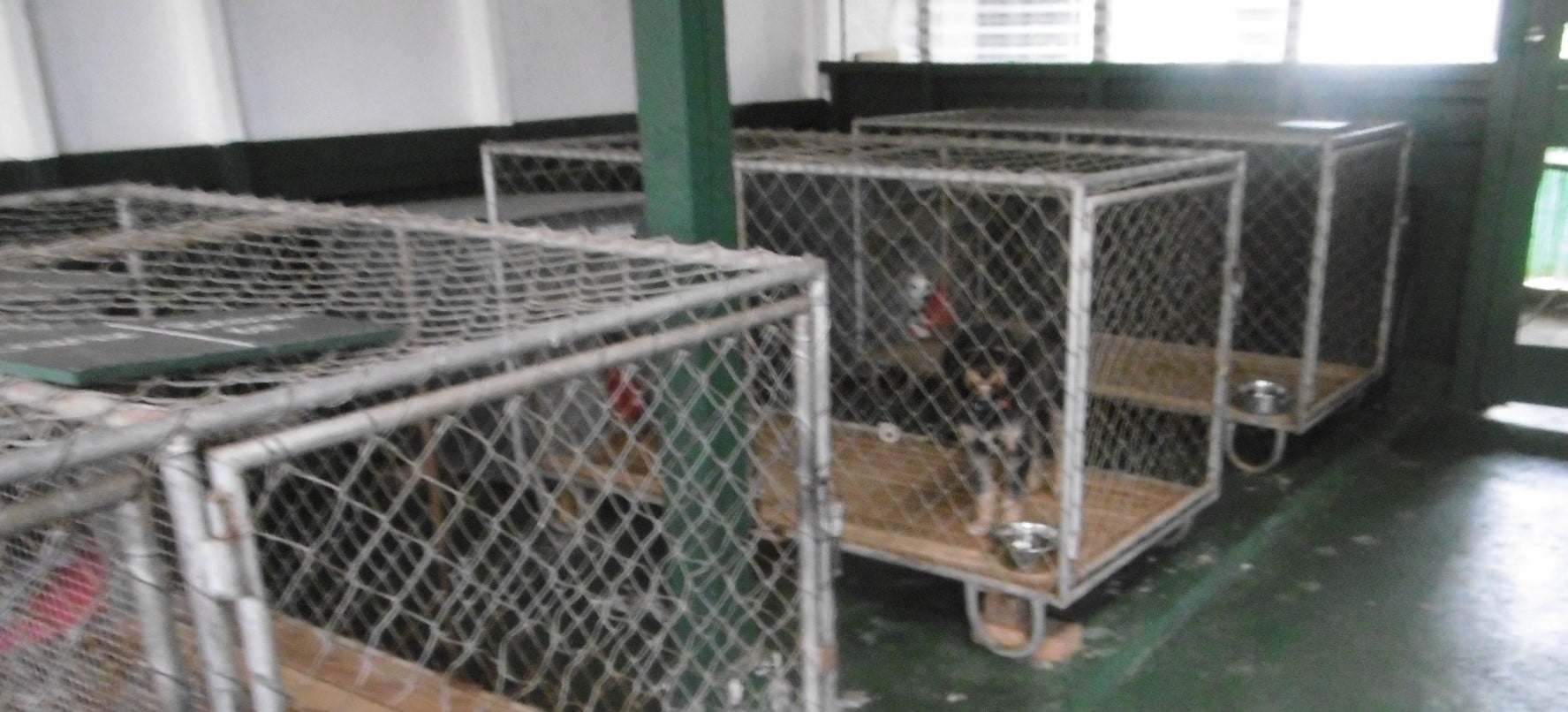 Kennel Waikato, NZ Brackendell Boarding Kennels & Cattery