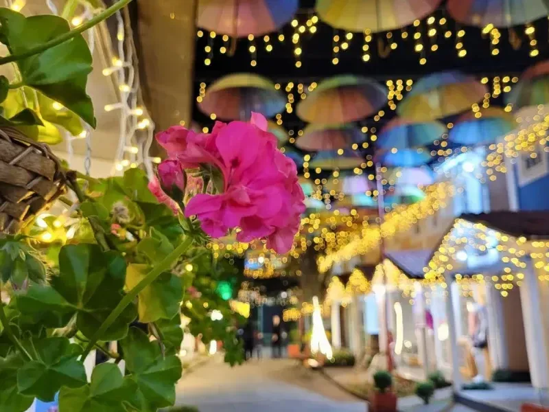Flores cor-de-rosa e folhas verdes ao lado de uma rua iluminada por luzinhas à noite.
