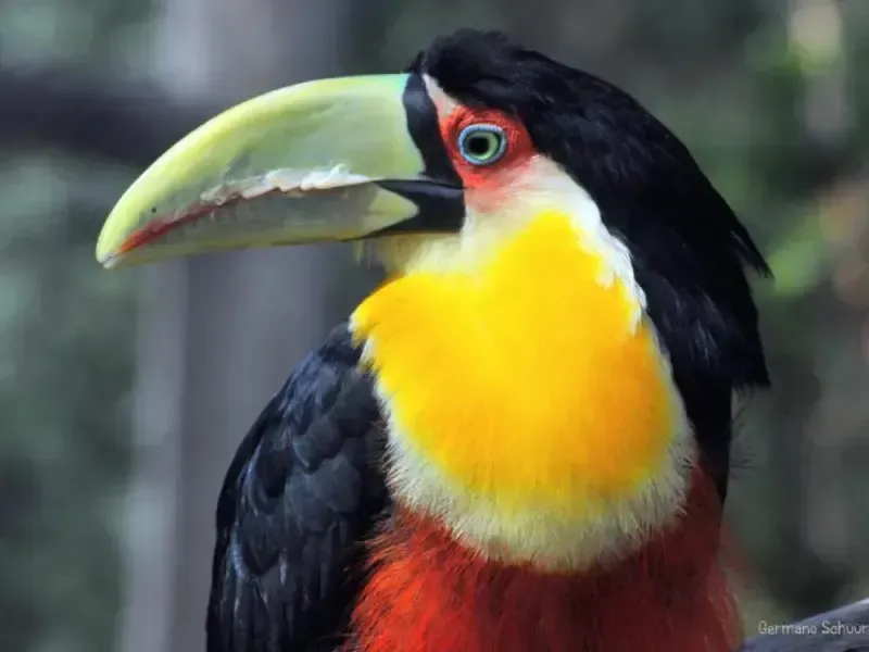 Tucano com bico grande verde-claro, corpo preto e garganta amarelo-alaranjada brilhante contra um fundo desfocado.