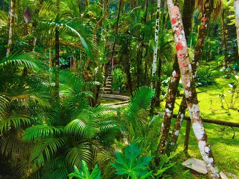 Trilha exuberante em meio a uma floresta tropical, com densas palmeiras verdes e troncos de árvores inclinados sob a luz brilhante do sol.
