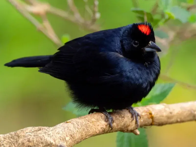 Pássaro preto com uma coroa vermelha empoleirado em um galho contra um fundo verde desfocado.