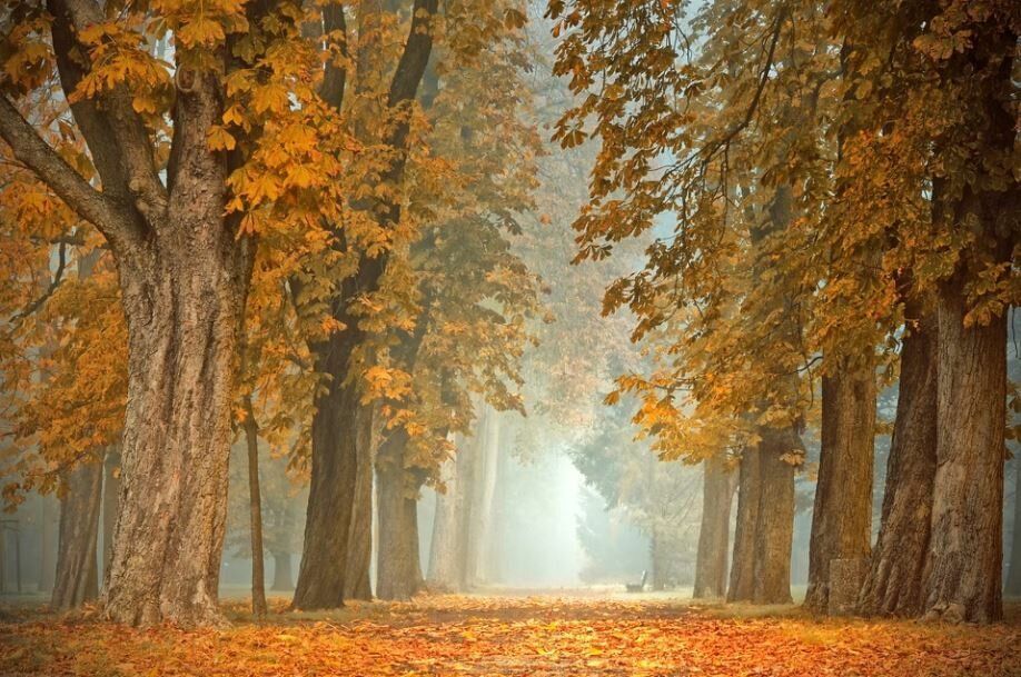 cremation service in Amboy, IL