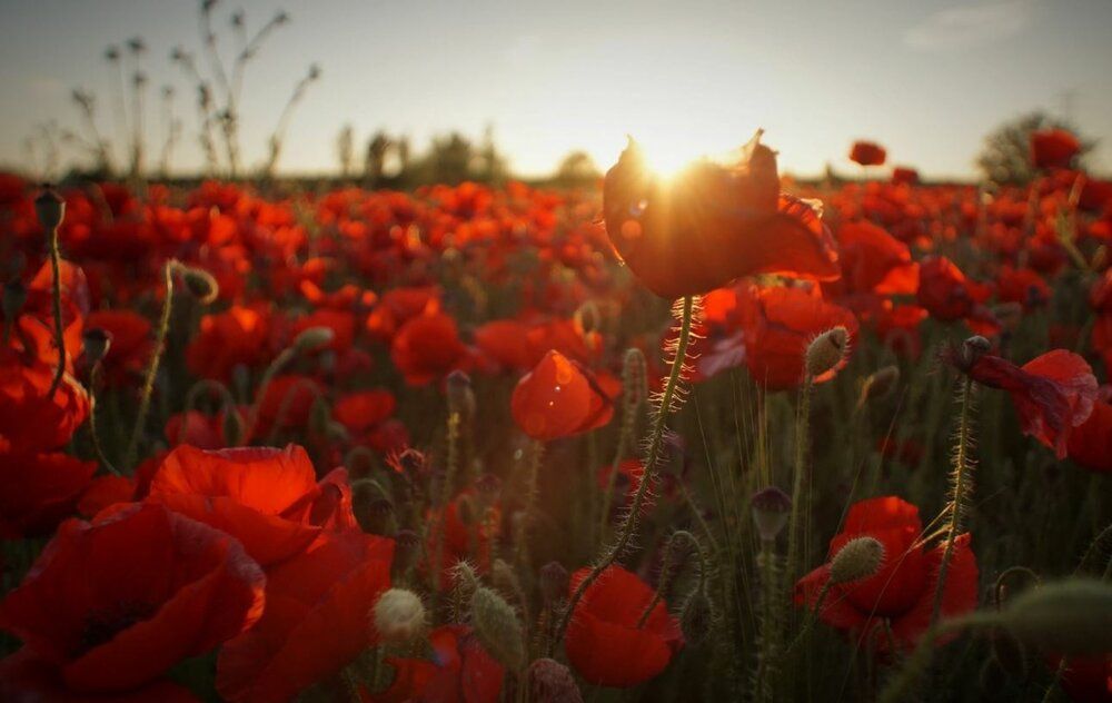 funeral home service in Morrison, IL