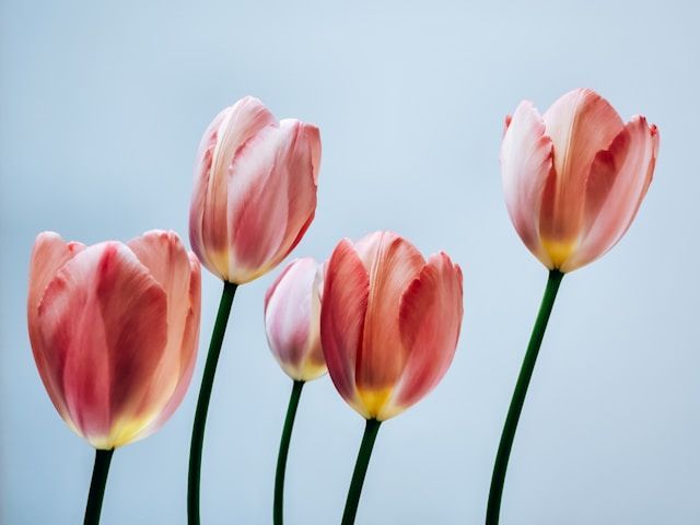 Pink and coral tulips blooming near cremation services in Amboy, IL.
