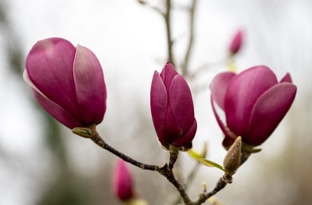 Pink magnolia blossoms on a branch near cremation services in Morrison, IL.