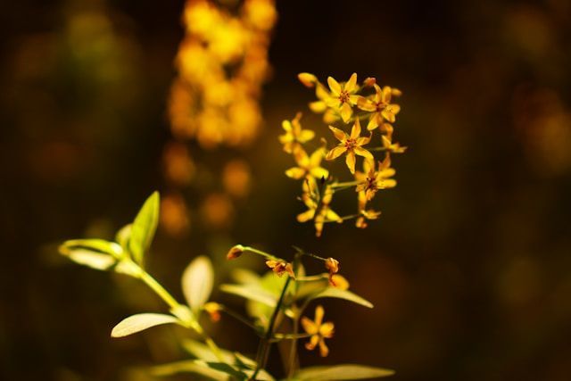 Small yellow flowers in warm sunlight with soft background, symbolizing remembrance, funeral homes Fulton, IL