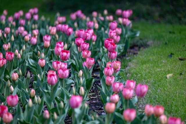 Pink tulips blooming in garden bed with green lawn, symbolizing remembrance, funeral homes Morrison, IL