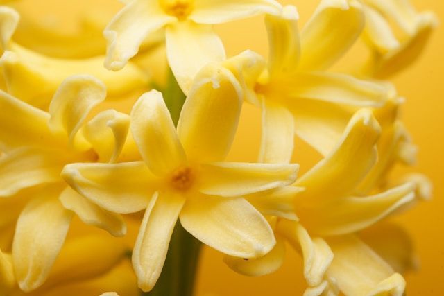 Close-up of soft yellow flowers with delicate petals against warm background, funeral homes Amboy, IL